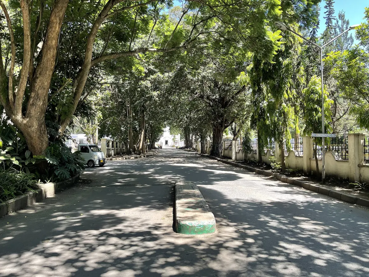Baumgesäumte Boma Road in Arusha mit gesprenkeltem Schatten