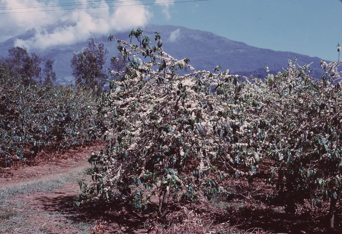 Blühende Kaffeesträucher an den Hängen unter dem Mount Meru