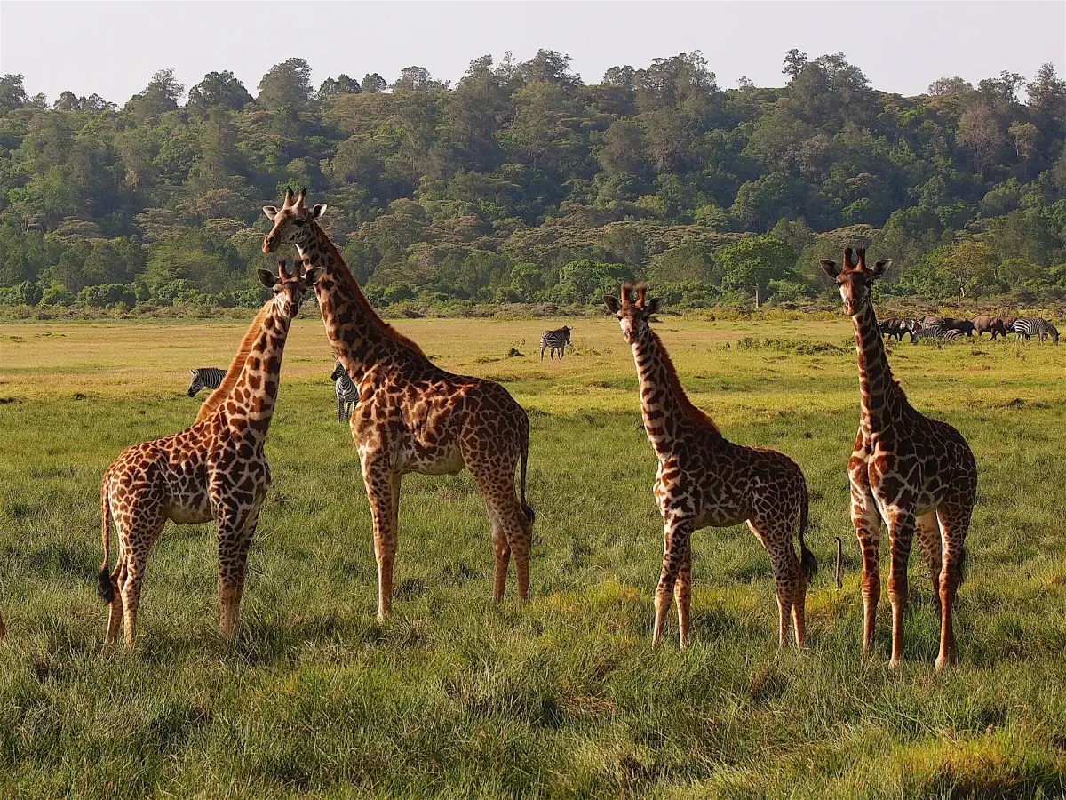 Giraffen auf offenem Grasland mit Zebras und Büffeln im Hintergrund