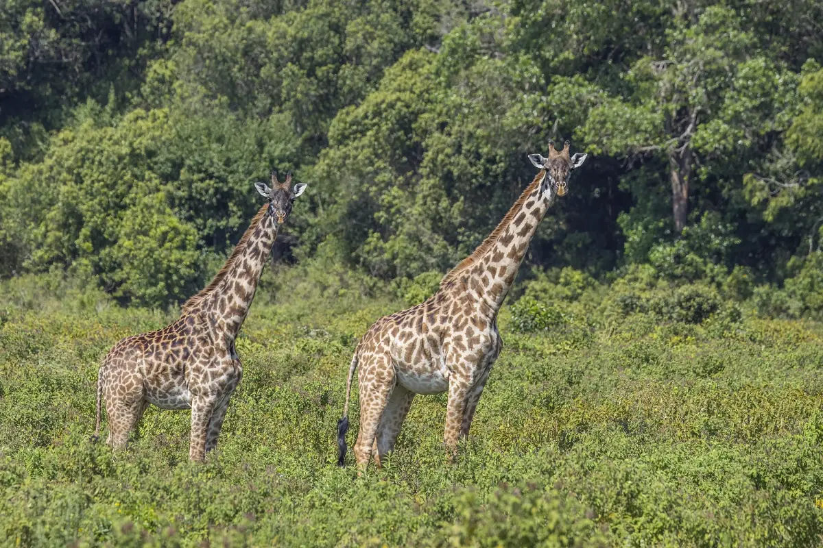 Zwei Massai-Giraffen am Waldrand im Park