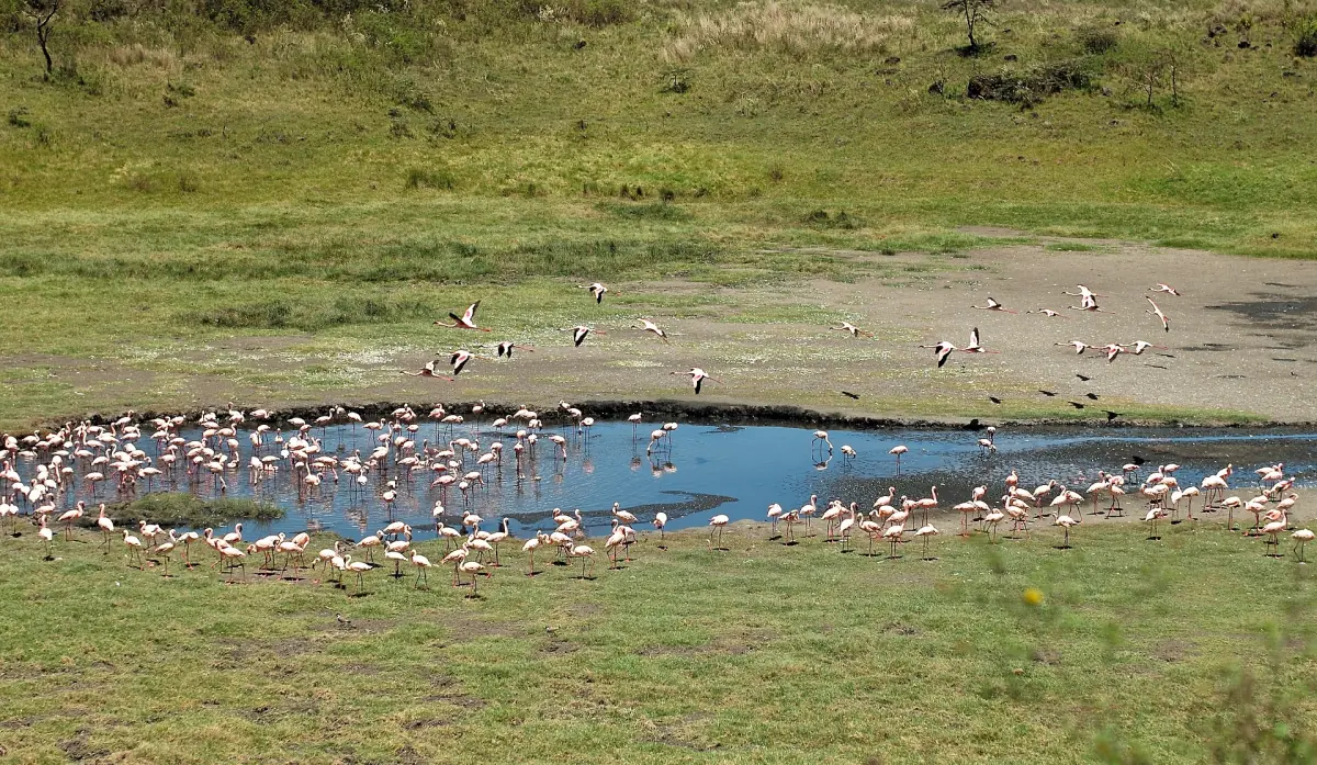 Flamingo's waden in het ondiepe water van een Momella-meer